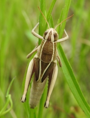 Paratylotropidia brunneri