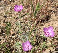 Clarkia lassenensis