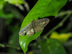 Anisoneura salebrosa