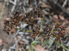Haemodorum coccineum