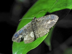 Anisoneura salebrosa