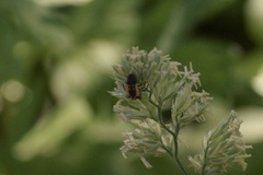 Harmonia axyridis