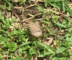 Junonia atlites atlites