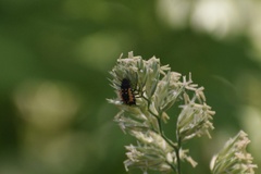 Harmonia axyridis