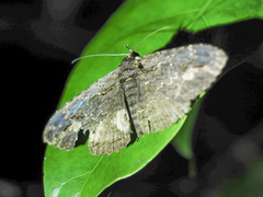Anisoneura salebrosa