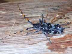 Cereopsius alboguttatus