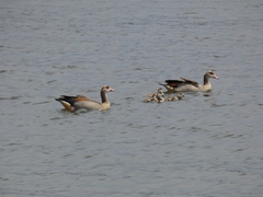 Alopochen aegyptiaca