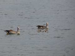 Alopochen aegyptiaca