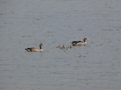 Alopochen aegyptiaca