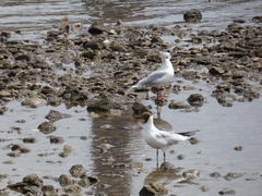 Chroicocephalus ridibundus