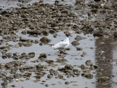 Chroicocephalus ridibundus