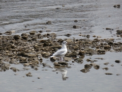 Chroicocephalus ridibundus