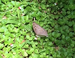 Junonia atlites atlites