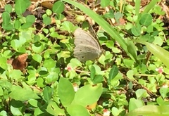 Junonia atlites atlites