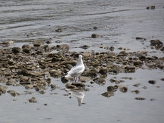 Chroicocephalus ridibundus