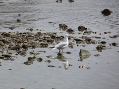 Chroicocephalus ridibundus