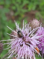 Chasmatopterus hirtulus