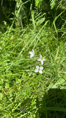 Cardamine pratensis
