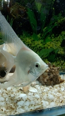 Pterophyllum scalare