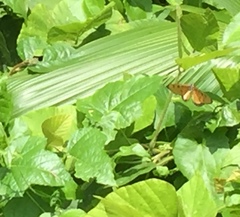 Acraea terpsicore