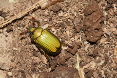 Chrysina orizabae