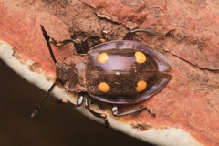 Eumorphus politus