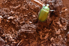 Chrysina orizabae
