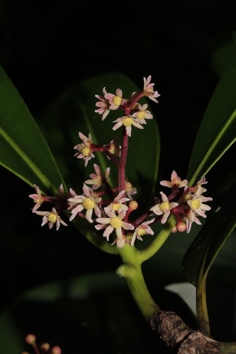 Zygogynum comptonii