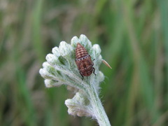 Bathysmatophorinae