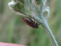 Bathysmatophorinae