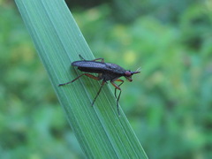 Coremacera marginata