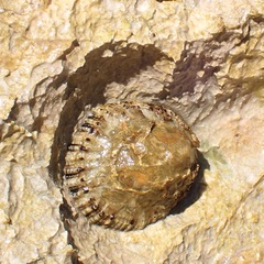 Patella rustica