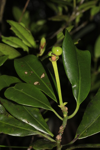 Zygogynum cristatum