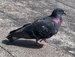 Columba livia domestica