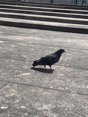 Columba livia domestica