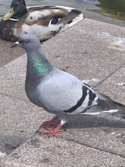 Columba livia domestica