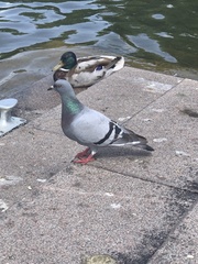 Columba livia domestica