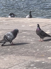 Columba livia domestica
