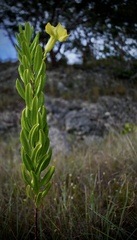 Pentalinoninae