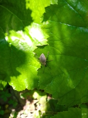 Otiorhynchus armadillo