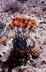 Aloe hereroensis