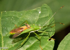 Homoeocerus graminis