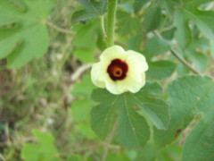 Hibiscus cannabinus