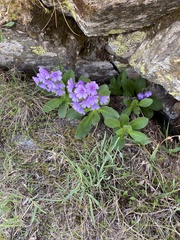 Primula latifolia