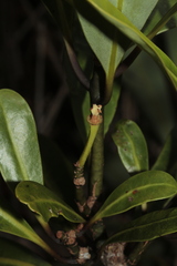 Zygogynum oligostigma