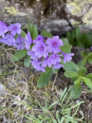 Primula latifolia