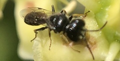 Hymenoptera