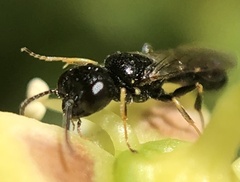 Hymenoptera