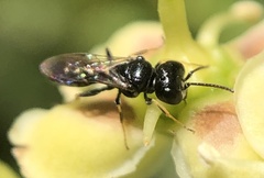Hymenoptera