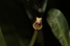 Zygogynum oligostigma